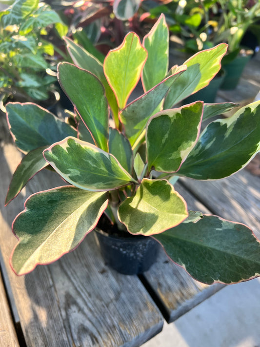 Peperomia- Ginny (Rainbow)