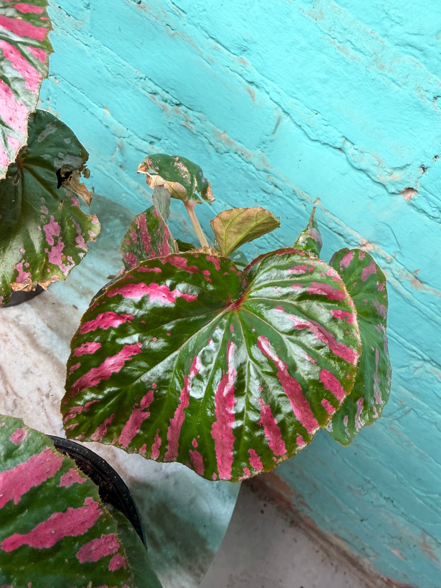 Begonia Rex “Brev Exotica”