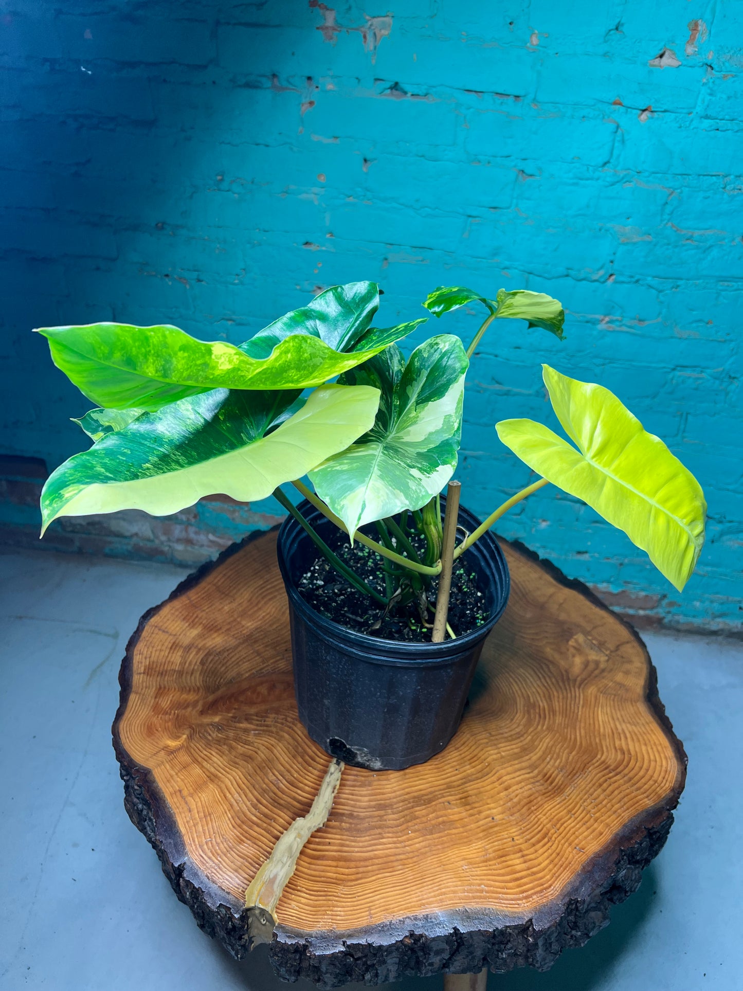 Philodendron Burle Marx Variegated 10”