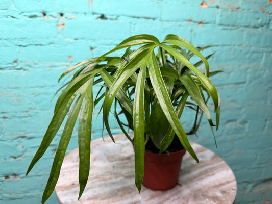 Amydrium Zippelianum 4”