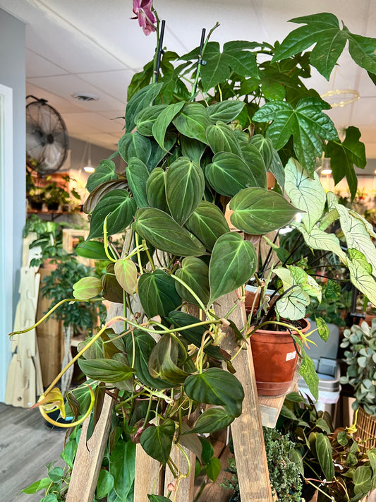 Philodendron Mican 6”
