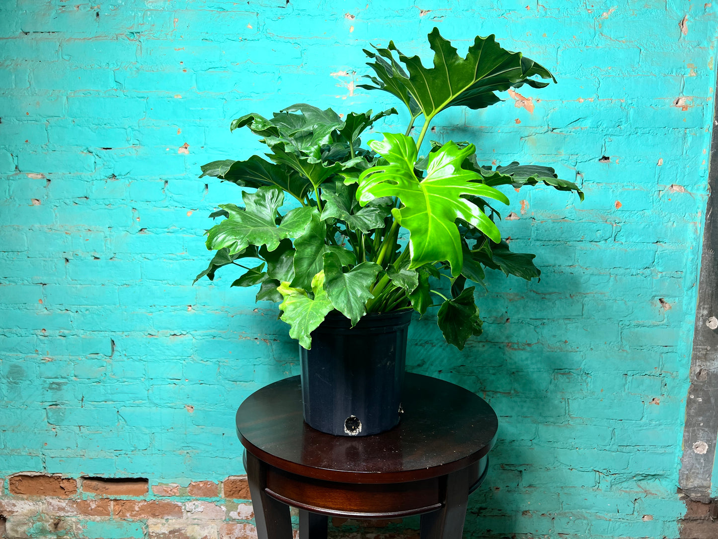 Philodendron Selloum (Hope) 10”