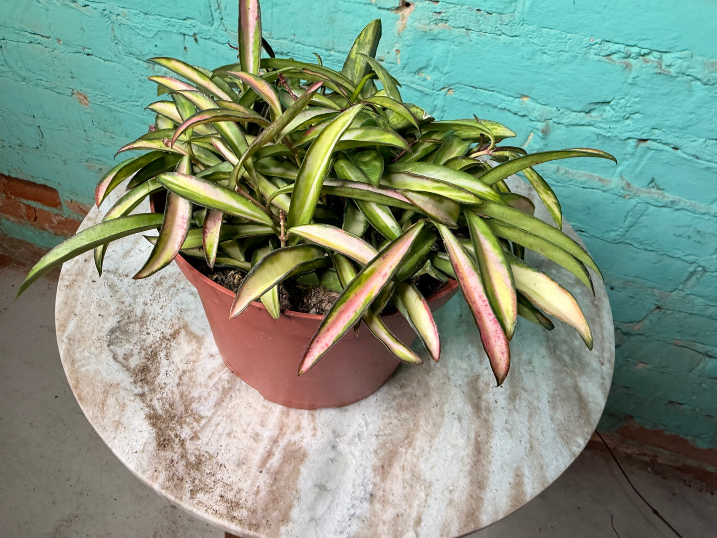 Hoya Wayettii 6”