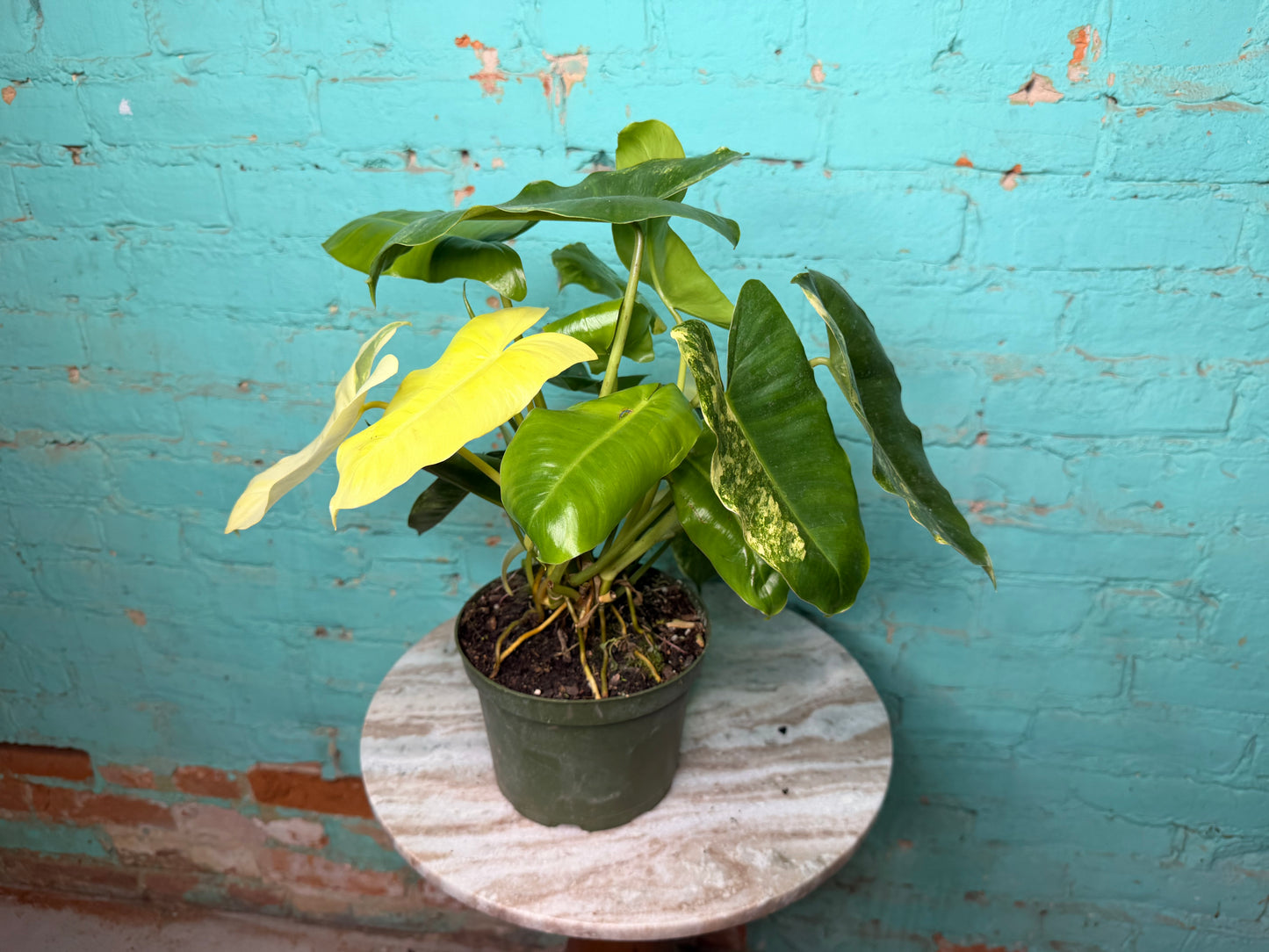Philodendron Burle Marx Variegated 6”