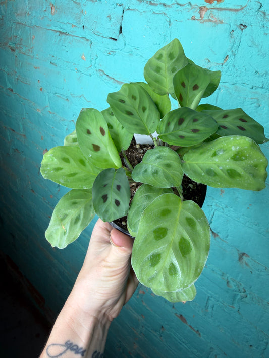 Maranta Prayer Plant leuconeura 4”