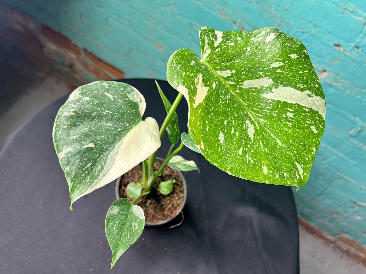 Monstera Thai constellation 4”