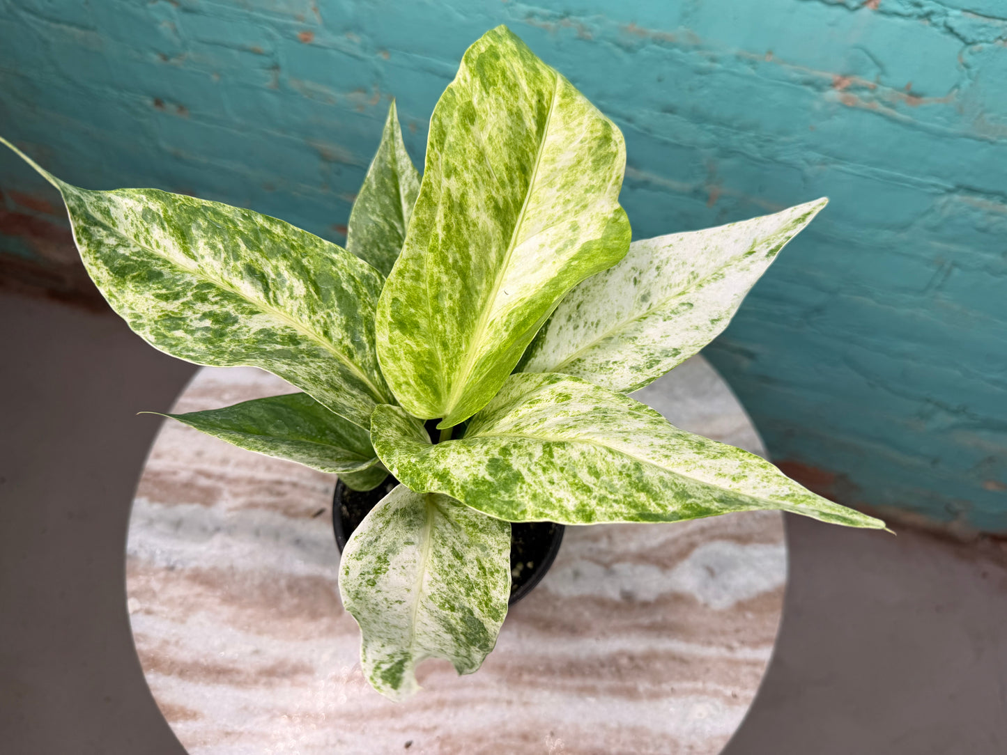 Anthurium Hookeri Variegated 4”