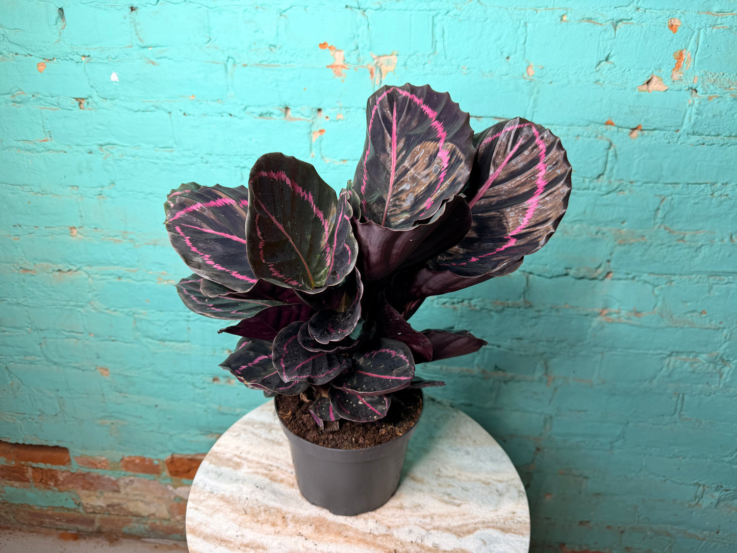 Calathea Dottie 6”