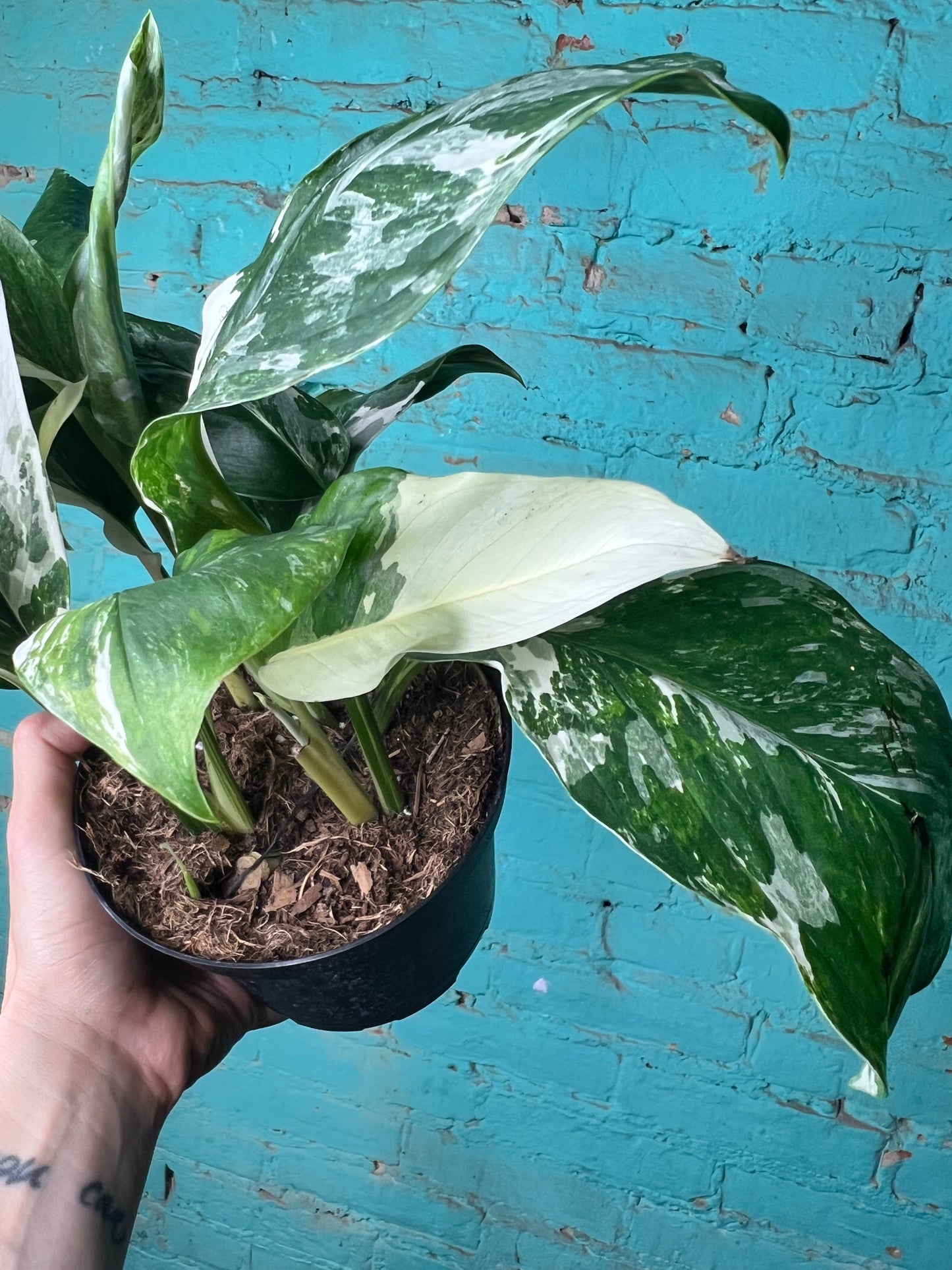 Monstera Lecherlana Variegated 6”
