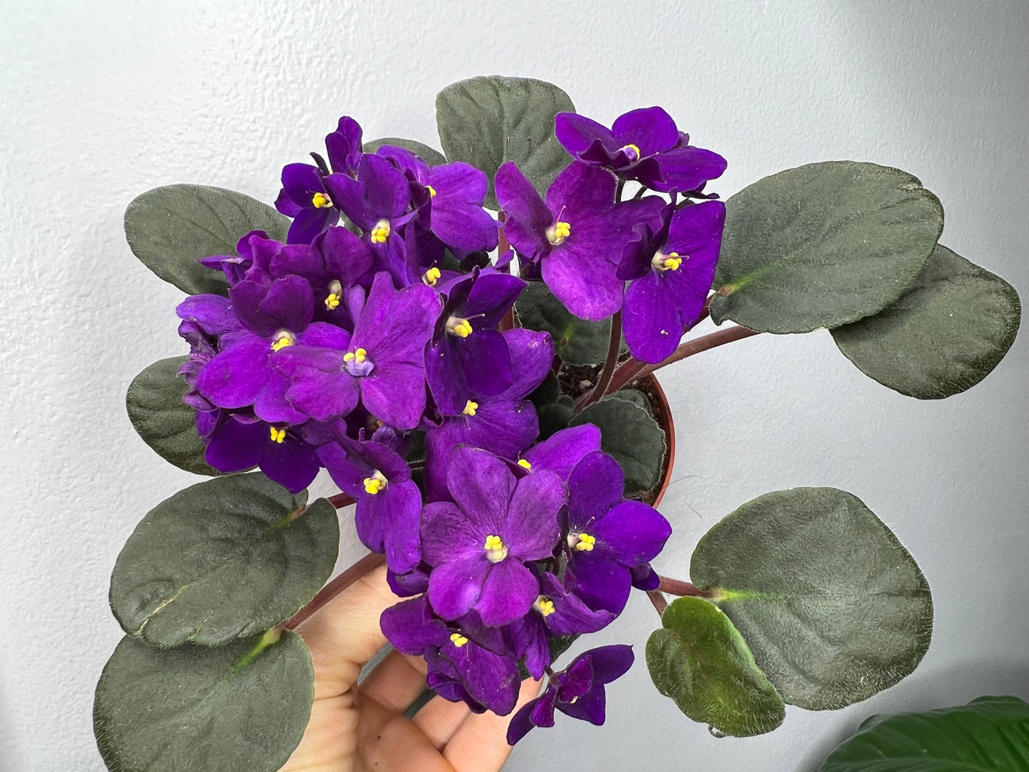 African Violets 4”