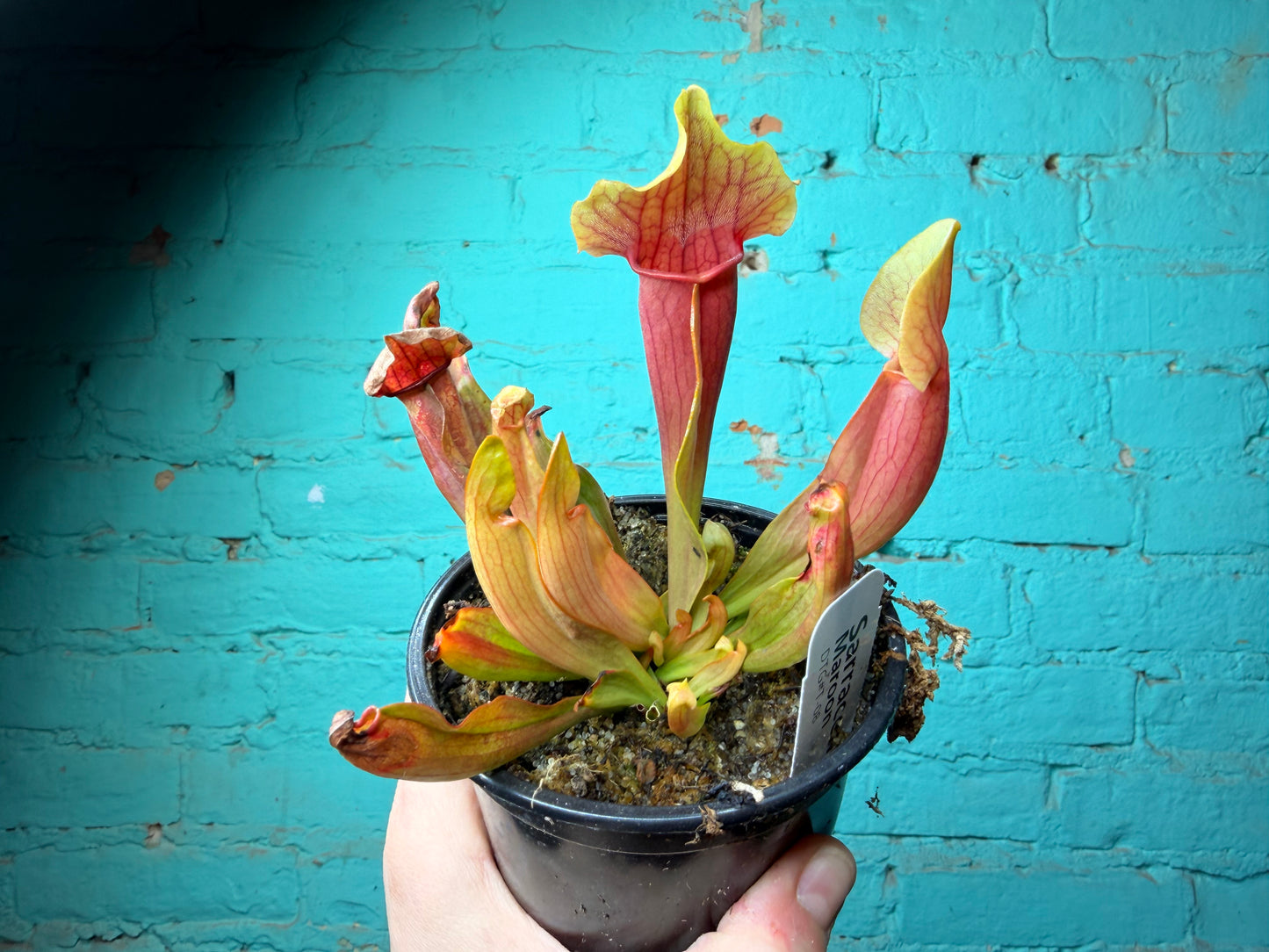 Sarracenia Maroon 4”