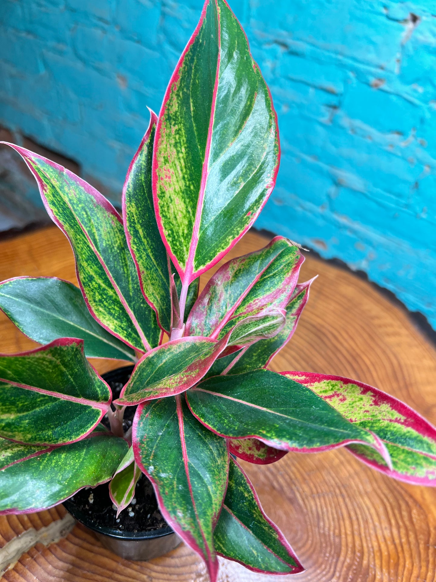 Aglaonema (Chinese Evergreen)  Siam Aurora 4”