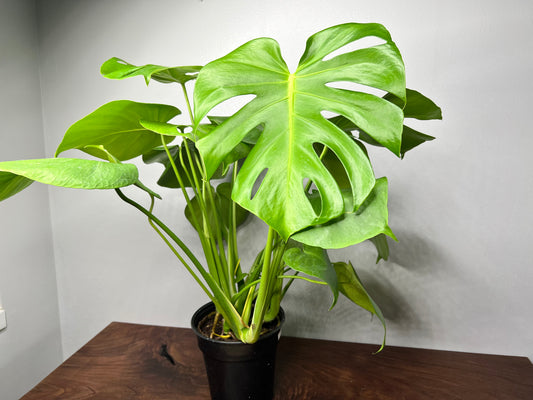 Monstera (6inch)