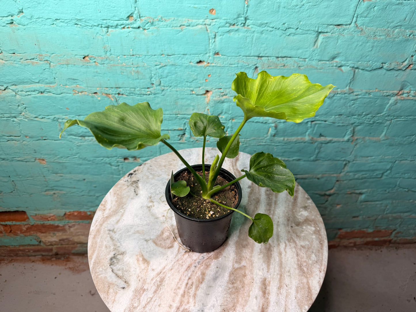 Philodendron Selloum (Hope) 4”
