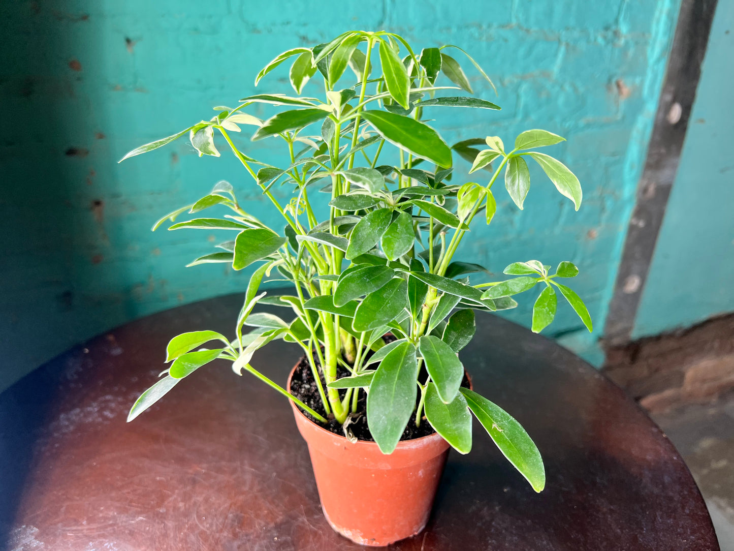 Schefflera Variegated Albo  (Umbrella plant) 4”