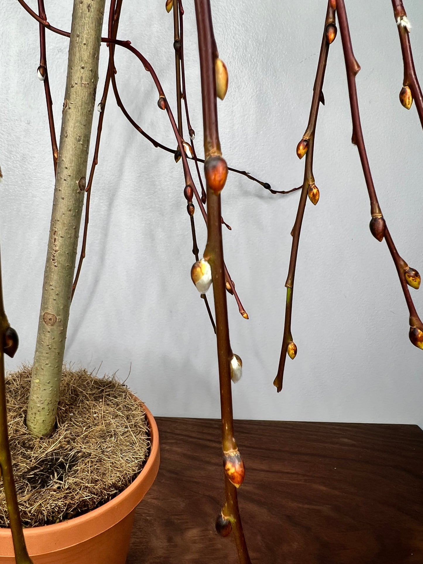 Weeping Pussy Willow