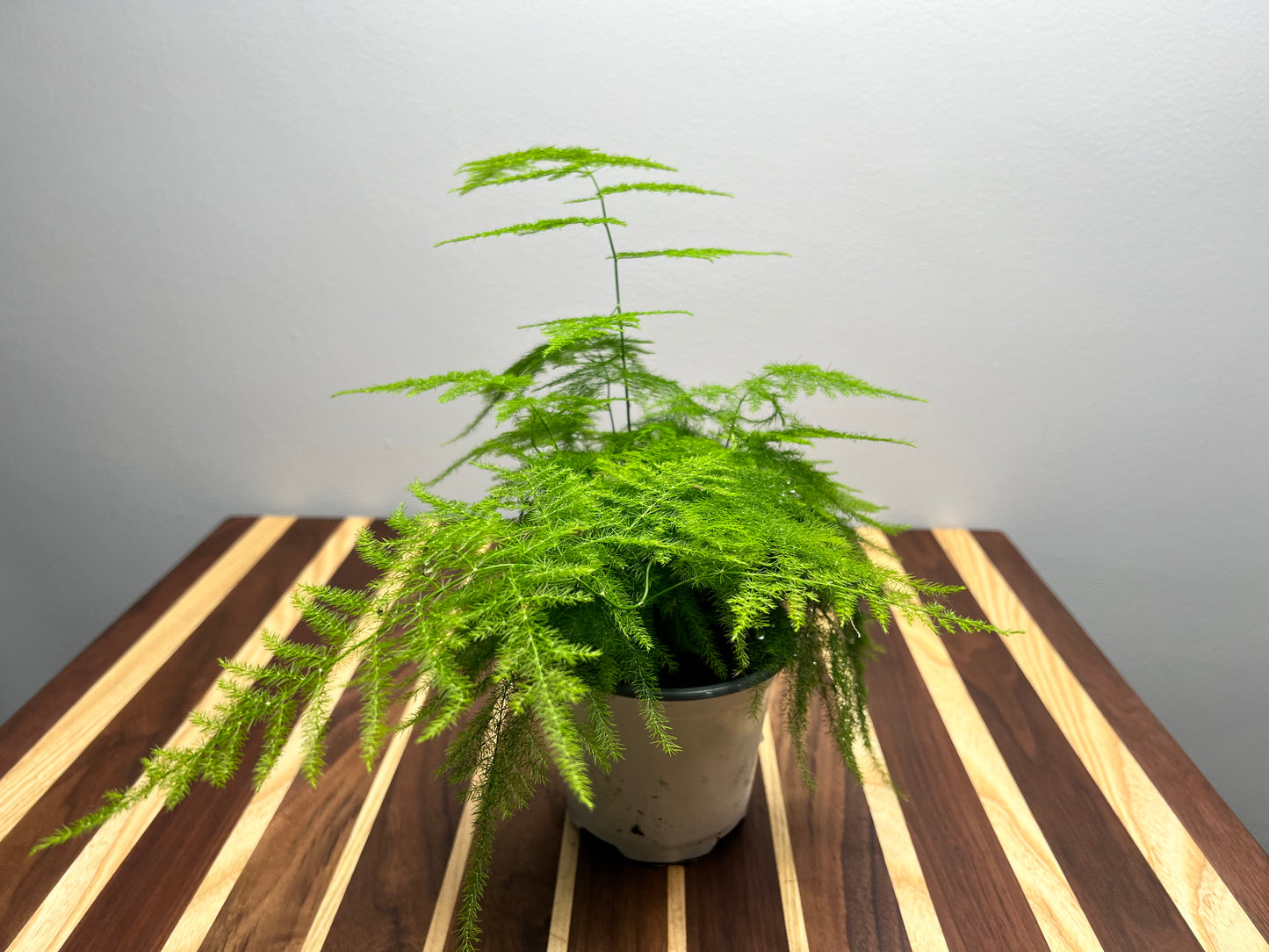 Asparagus Fern