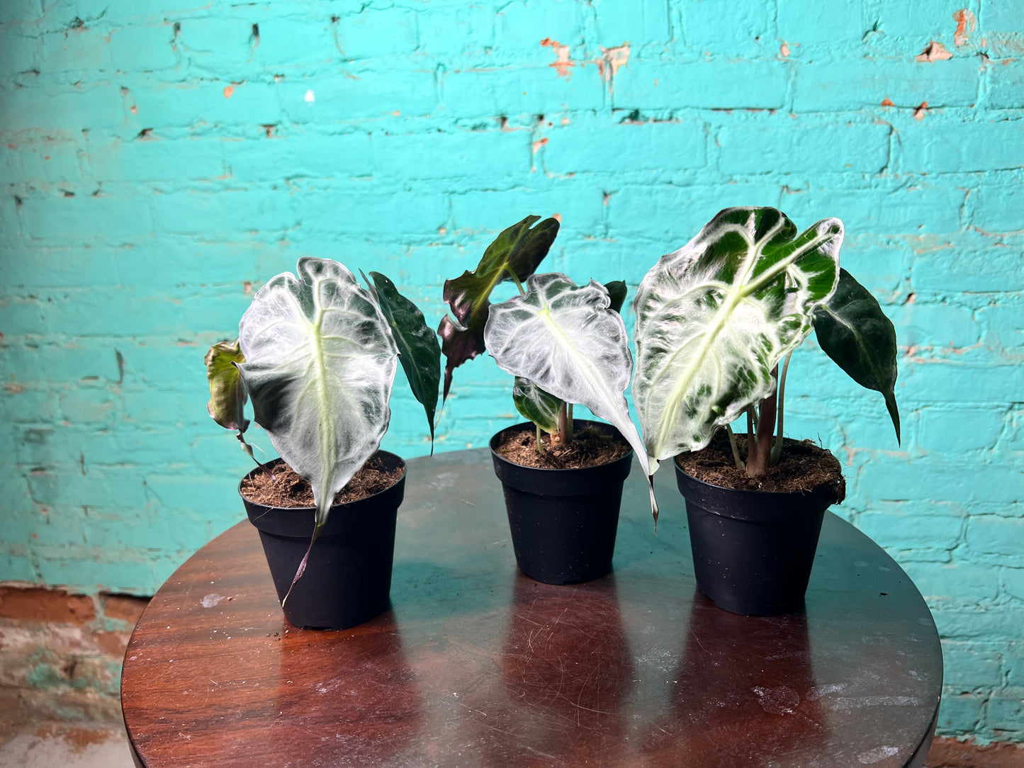 Alocasia Venom 4” (Non-TC)