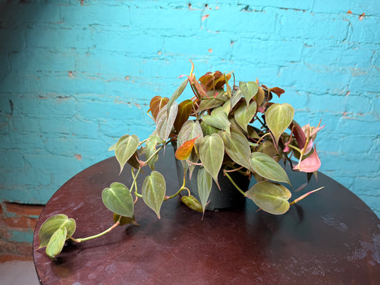 Philodendron Mican 6”