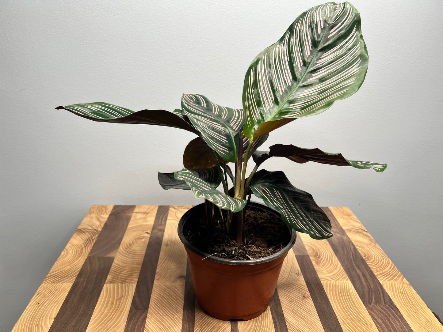 Pinstripe Calathea