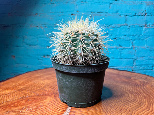 Coast Barrel Cactus 6”