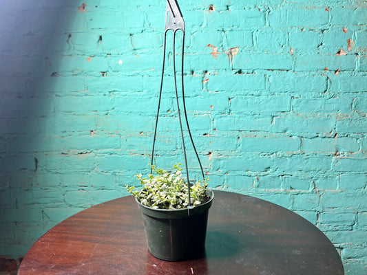 Dischidia ruscifolia -Million Hearts 5”