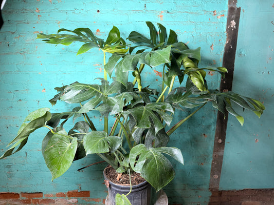 Monstera Deliciosa 10”