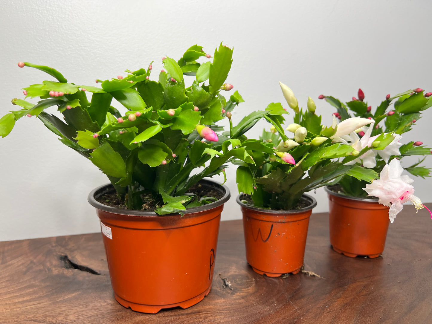 Thanksgiving Cactus 4”