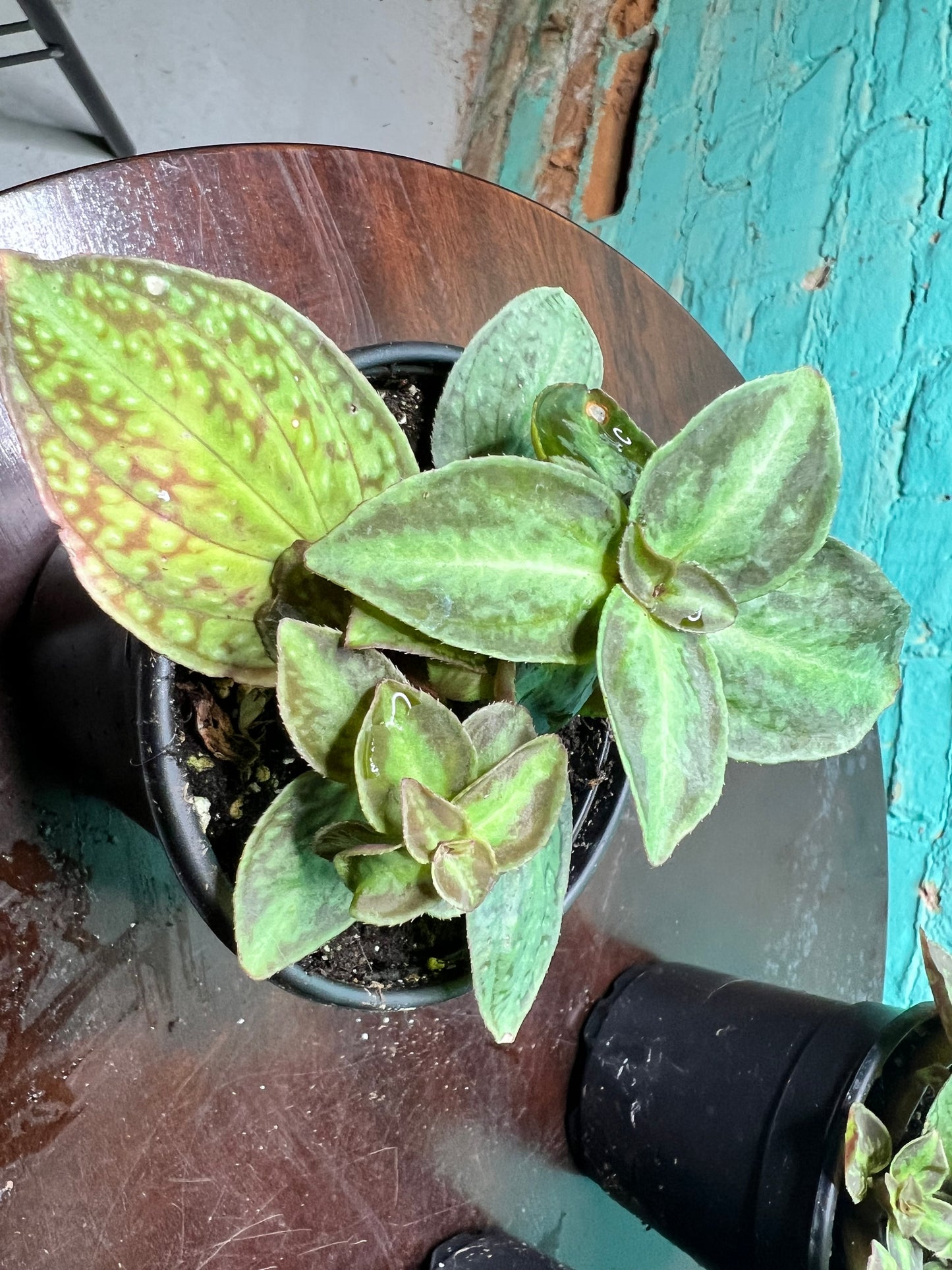 Sonerila Vietnam Sonerila cantonensis 4”