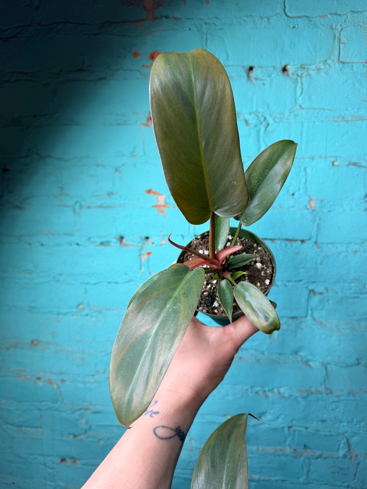 Philodendron ‘Florida Bronze’ 4”