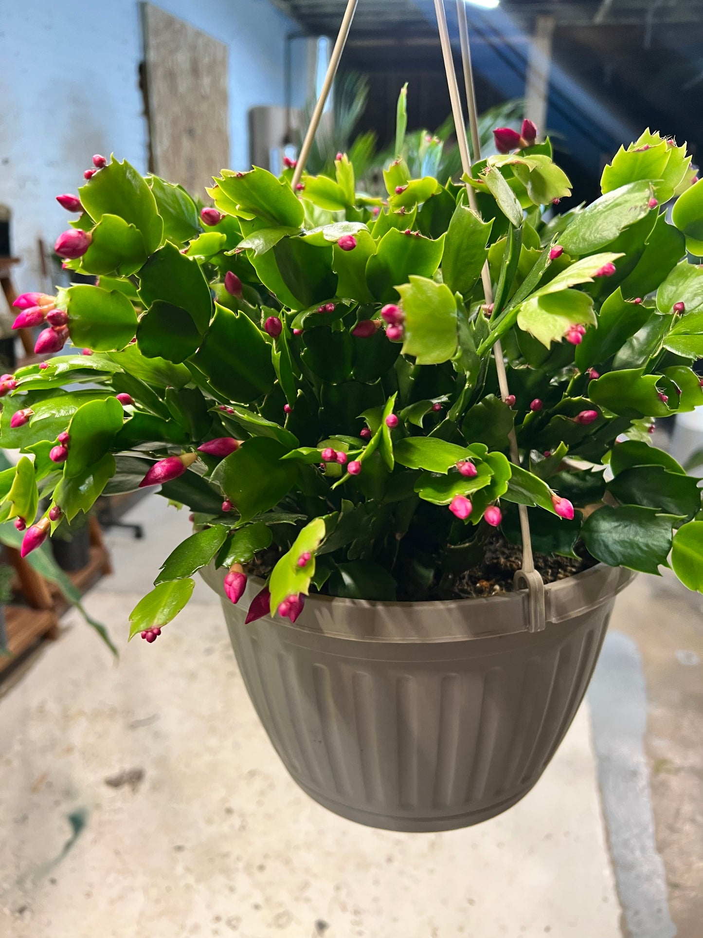 Christmas Cactus 10” basket