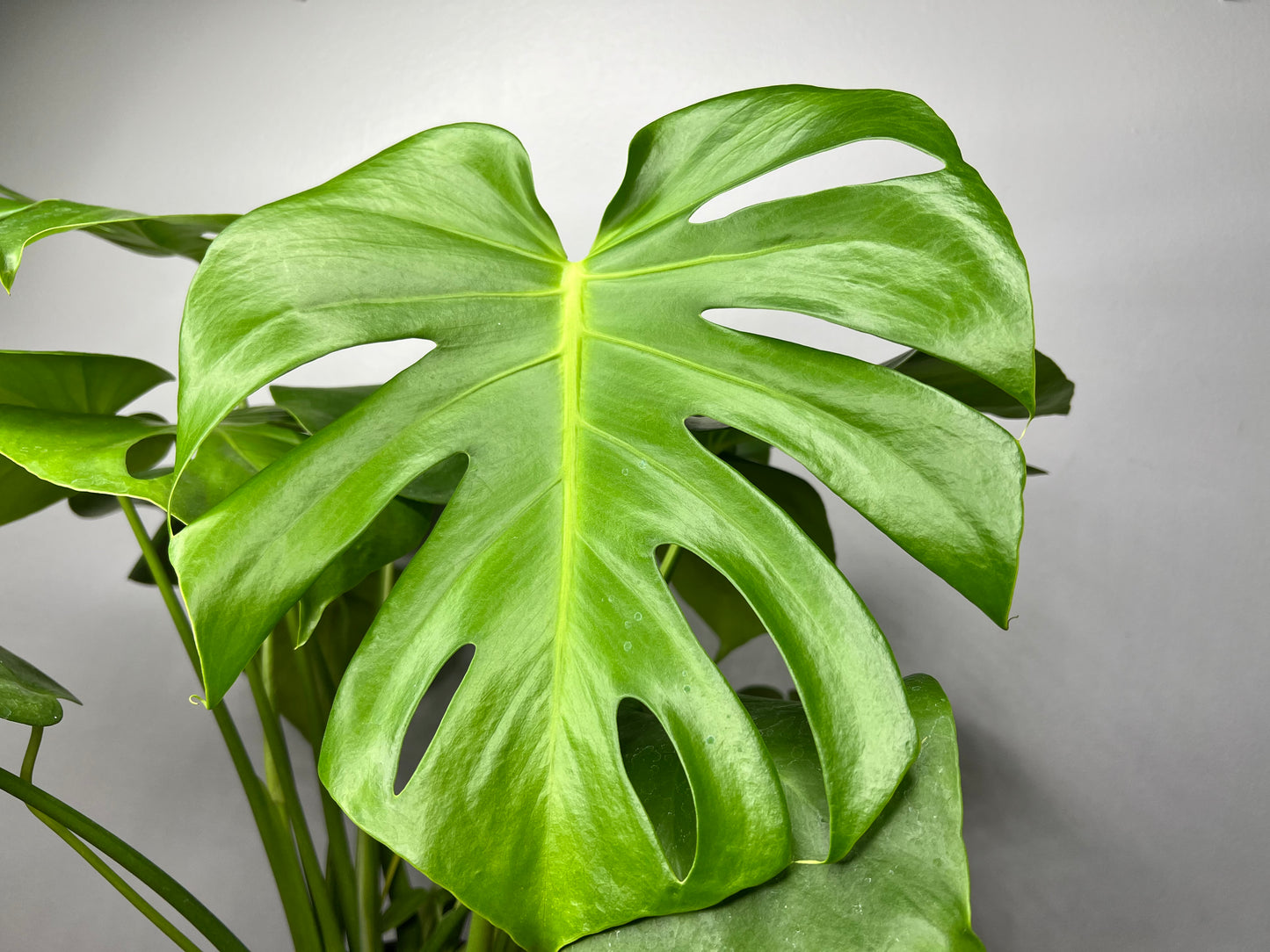 Monstera (6inch)