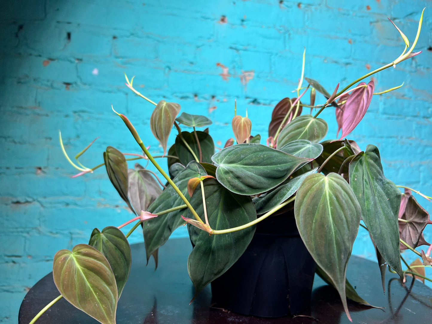 Philodendron Mican 6”