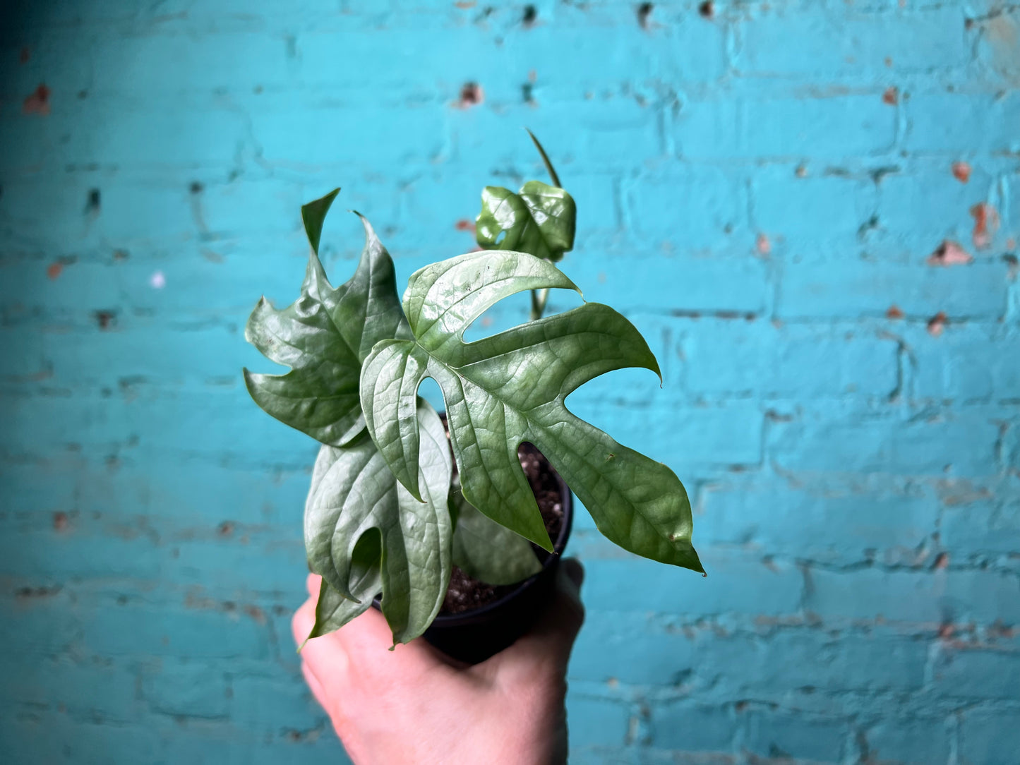 Amydrium Medium Silver 4” (“Monstera Spider-Man)