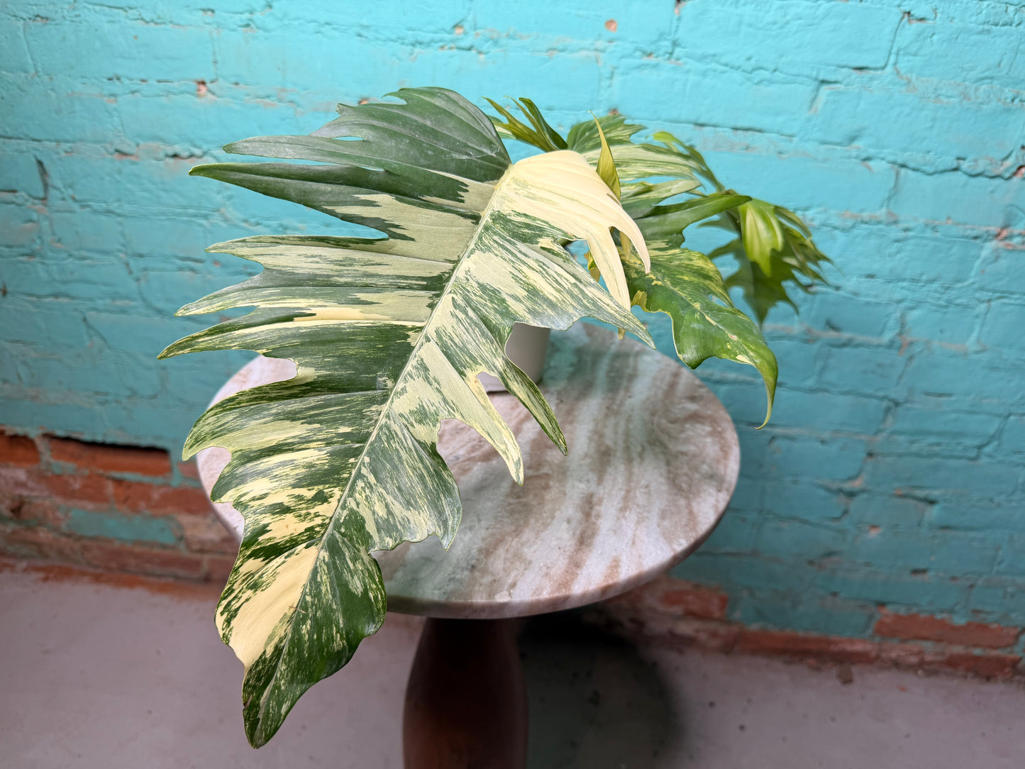 Philodendron Florida Beauty x Tortum  Variegated 4”