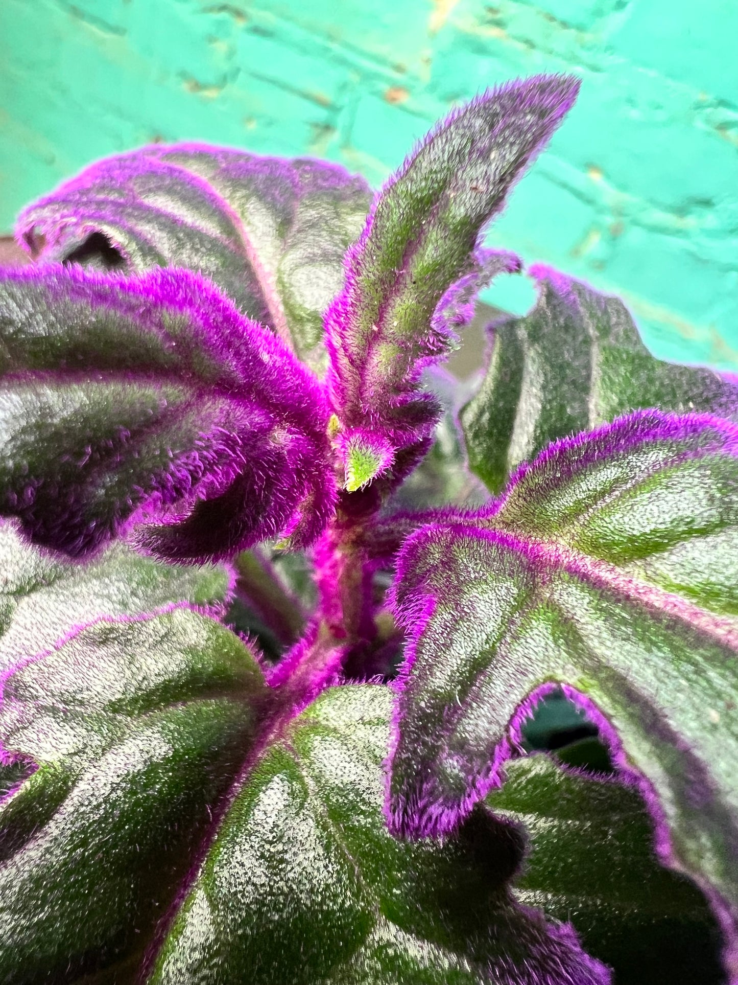 Purple Passion Plant 4”