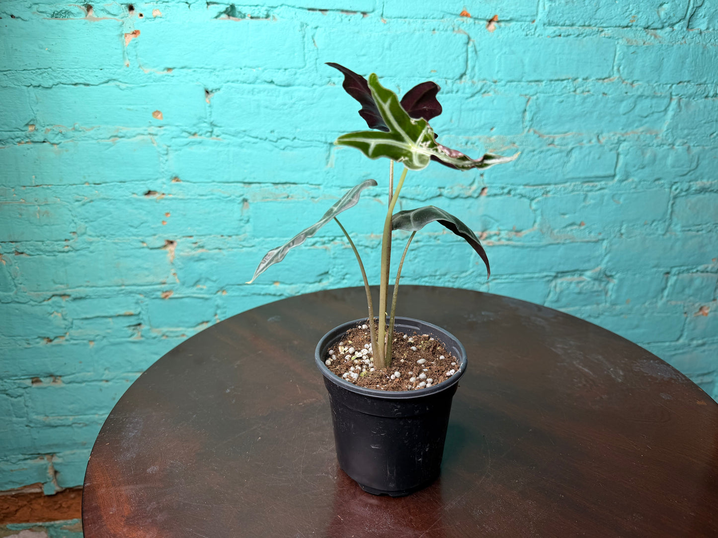 Alocasia Nobilis 4”