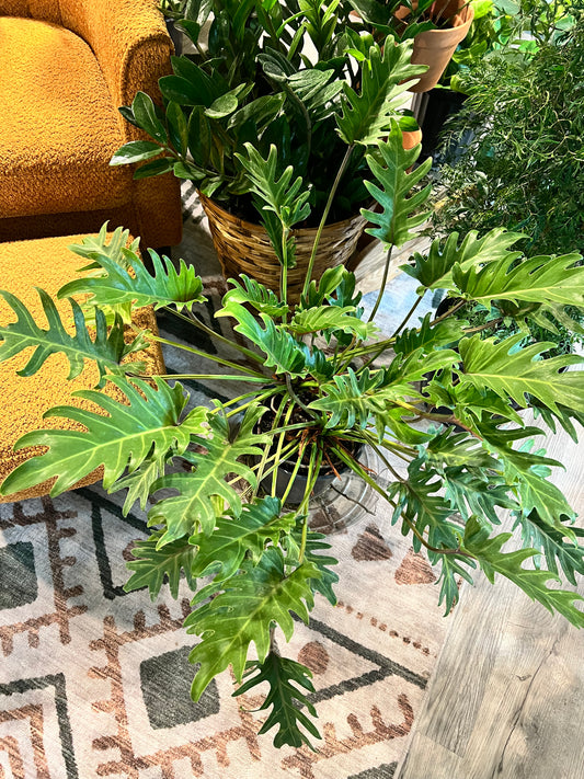 Philodendron Deja VU 10”