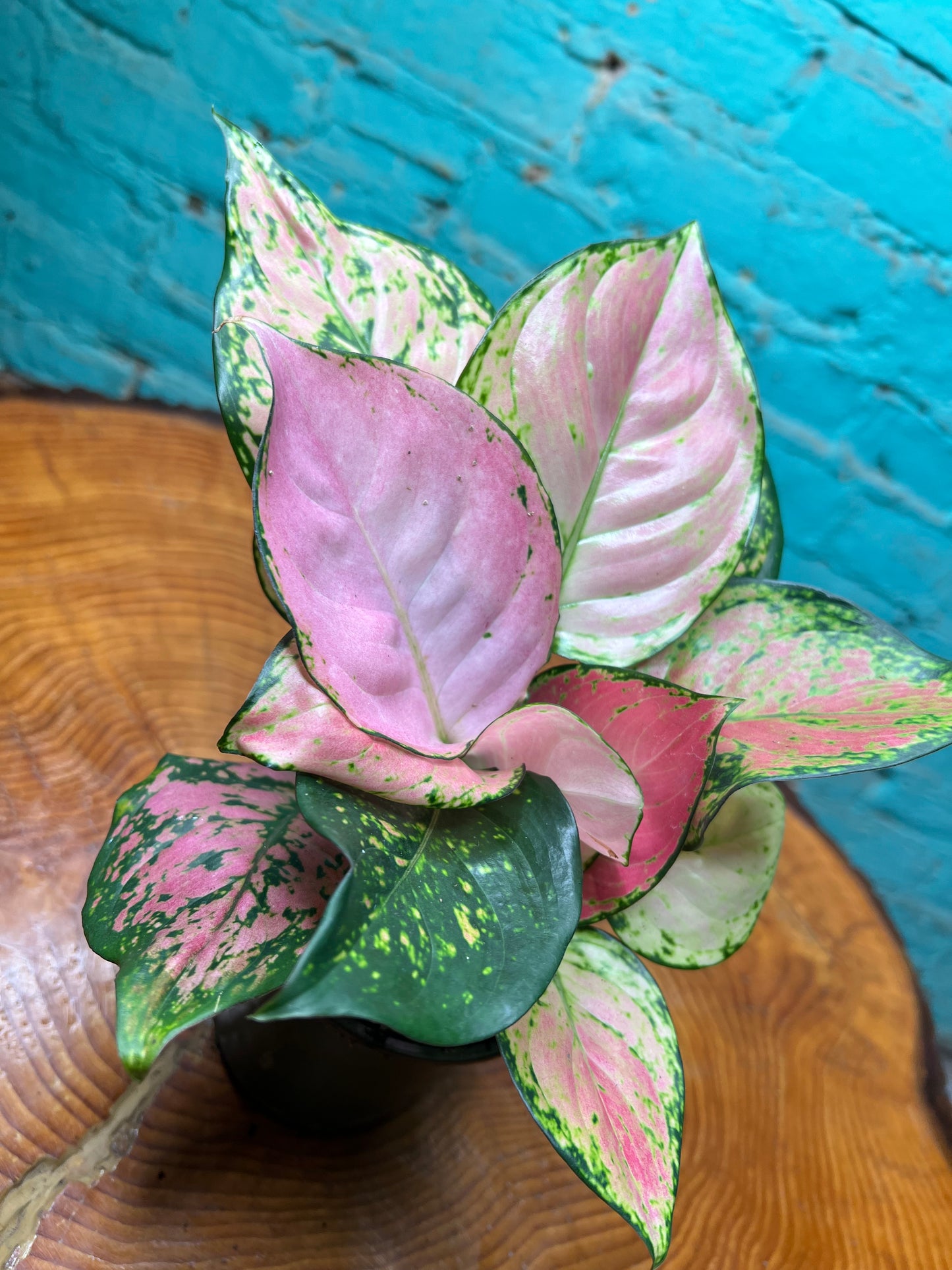 Aglaonema Wishes 4”