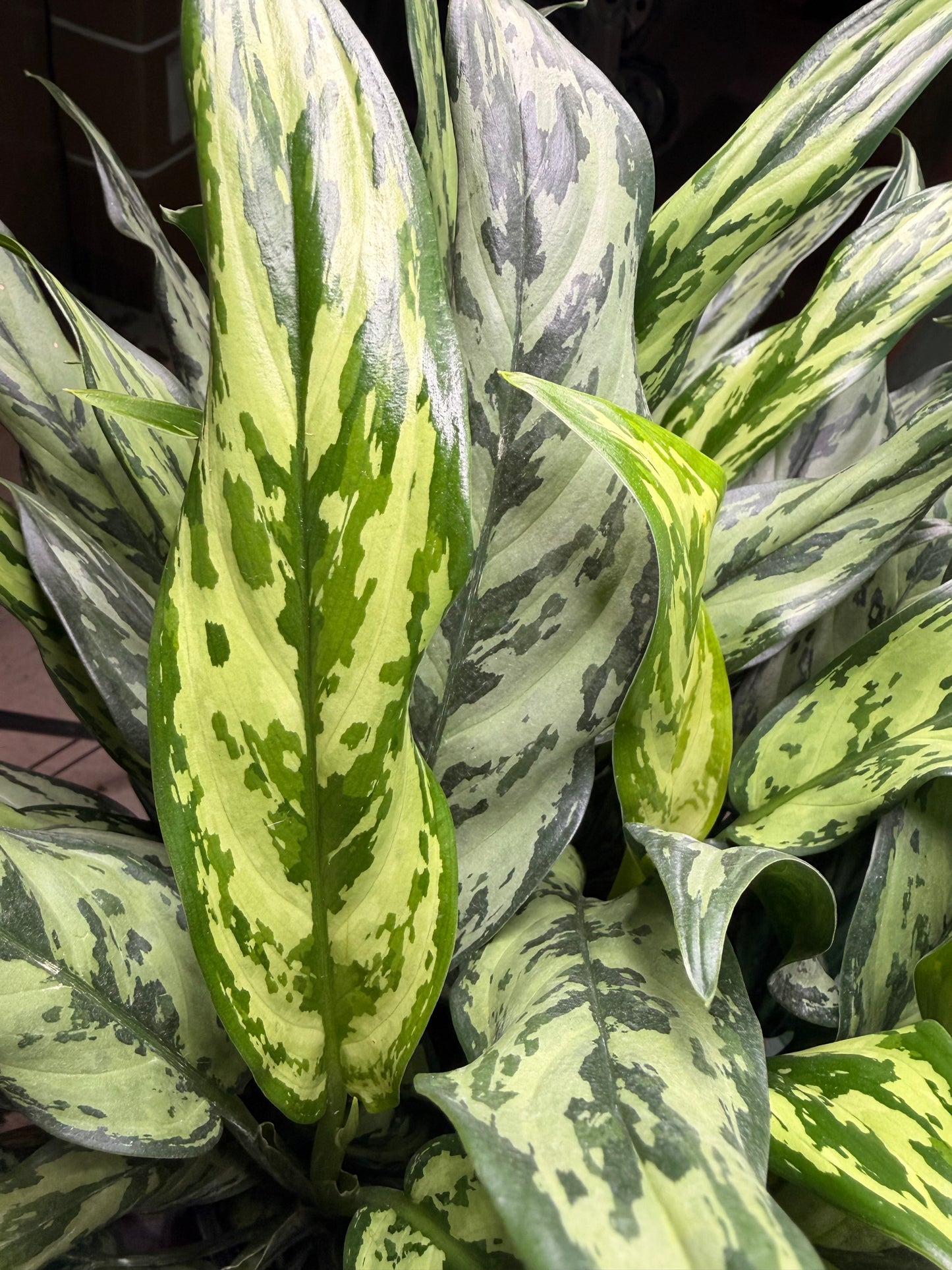 Aglaonema Maria 10”