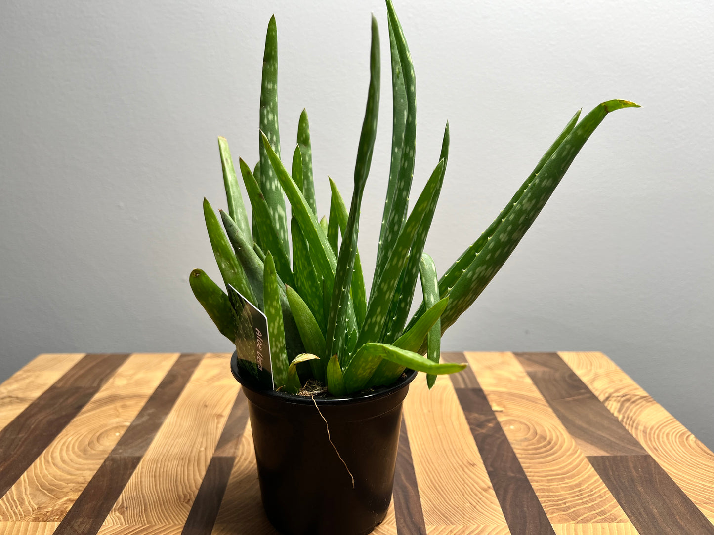 Aloe