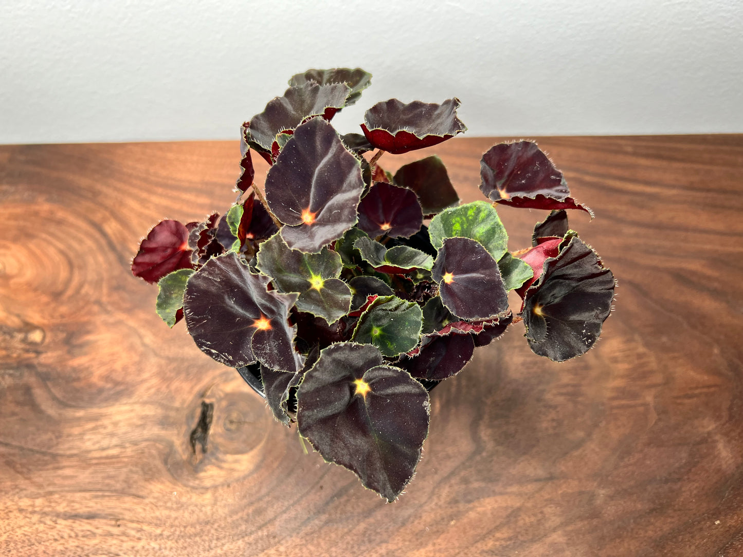 Begonia Dark Mambo