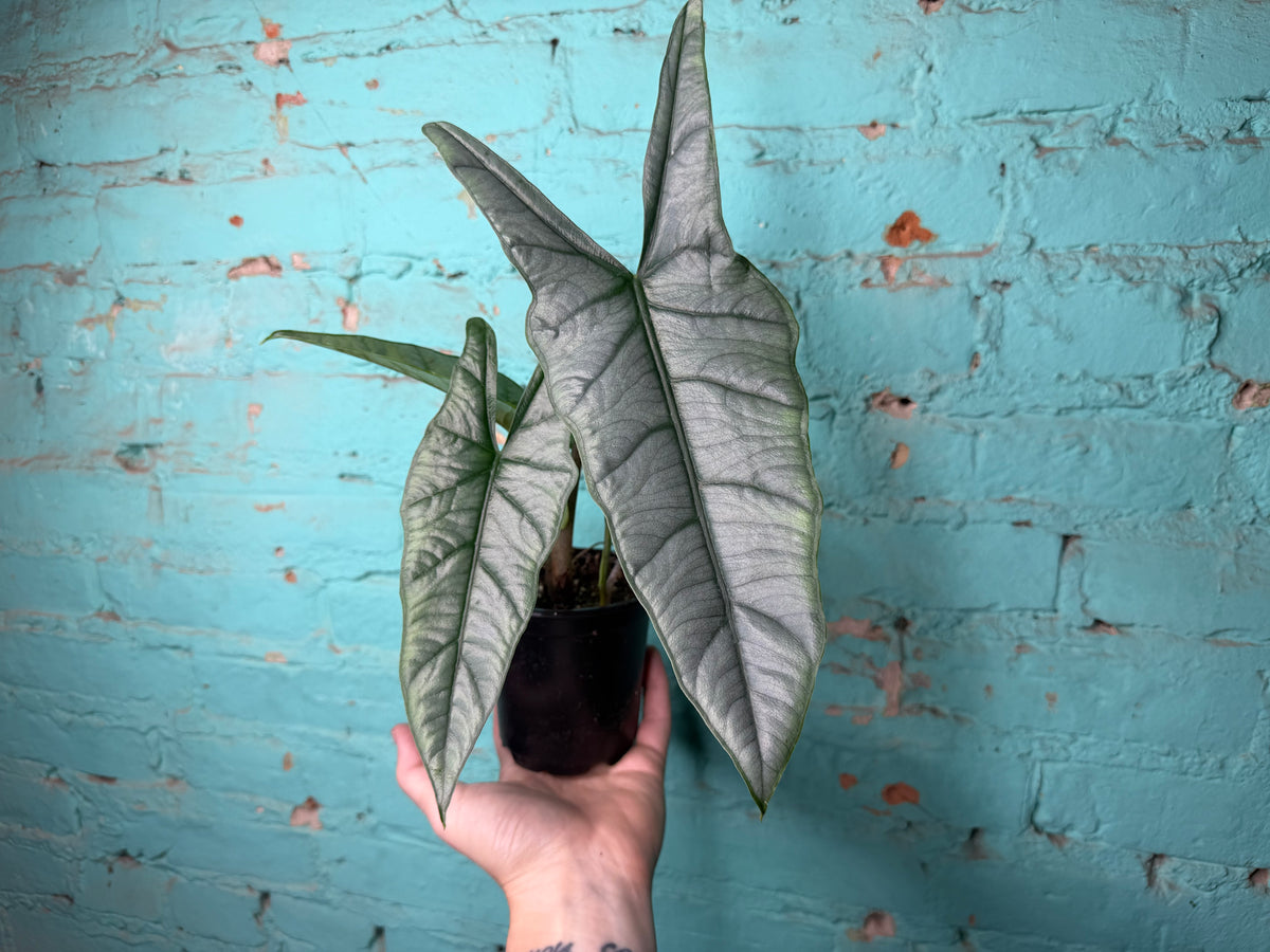 Alocasia Dragon’s Breath 4”
