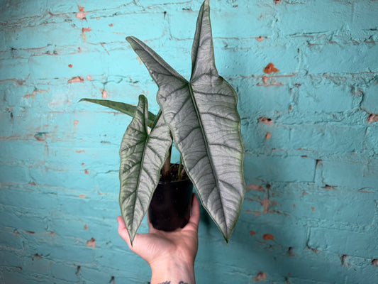 Alocasia Dragon’s Breath 4”
