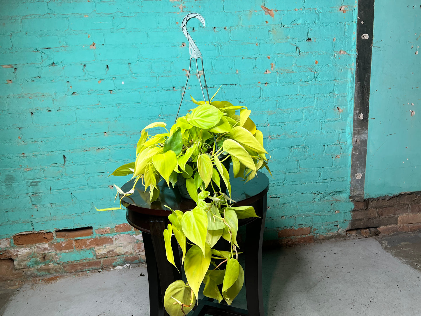 Philodendron Neon Heart Leaf 8” basket