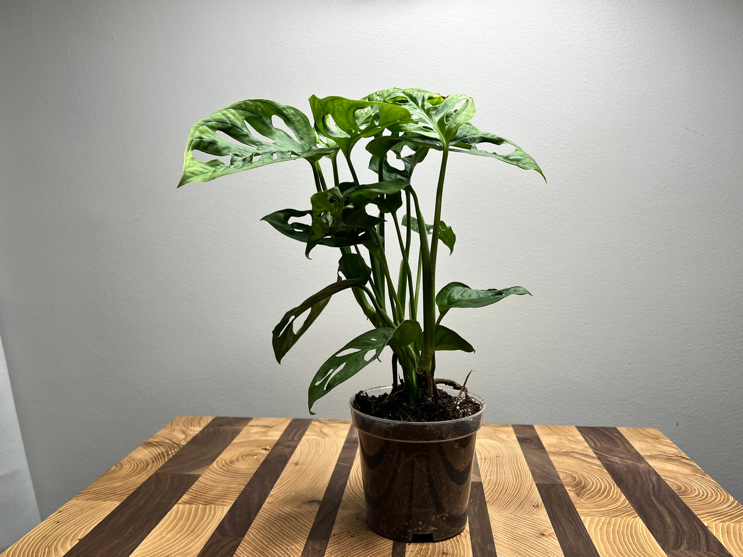 Philodendron Swiss Cheese- Wide form