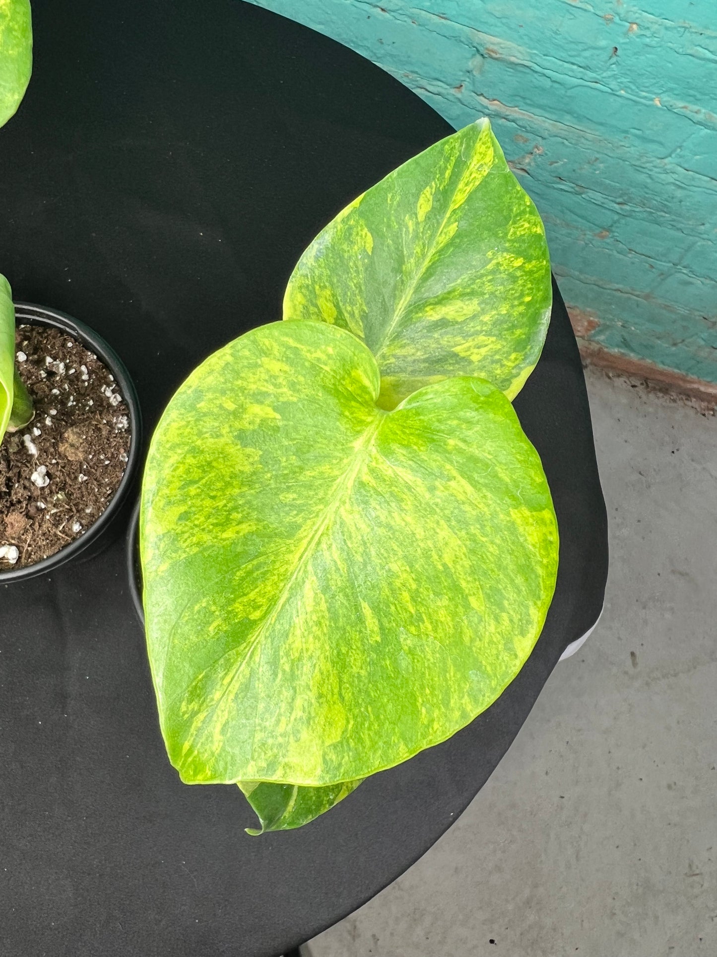 Monstera Deliciosa Yellow Marilyn 4”