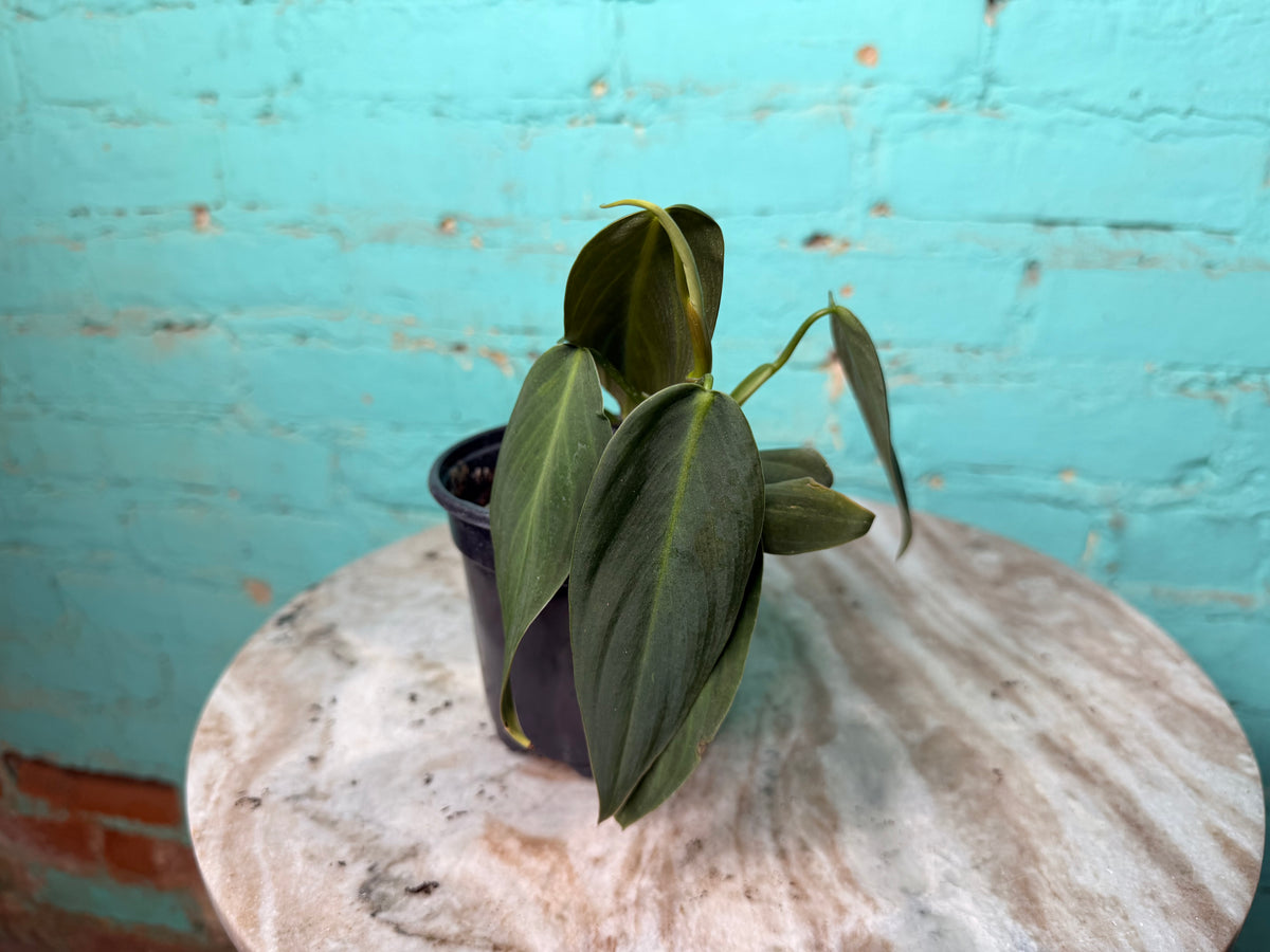 Philodendron Gigas 4”
