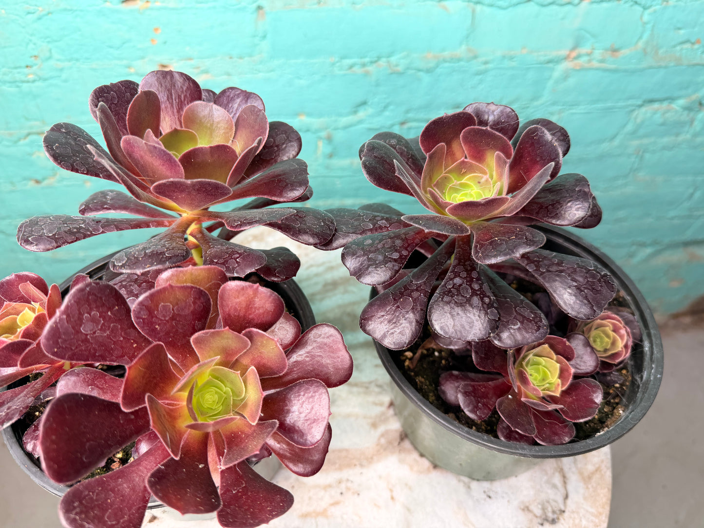 Aeonium Velour 6”