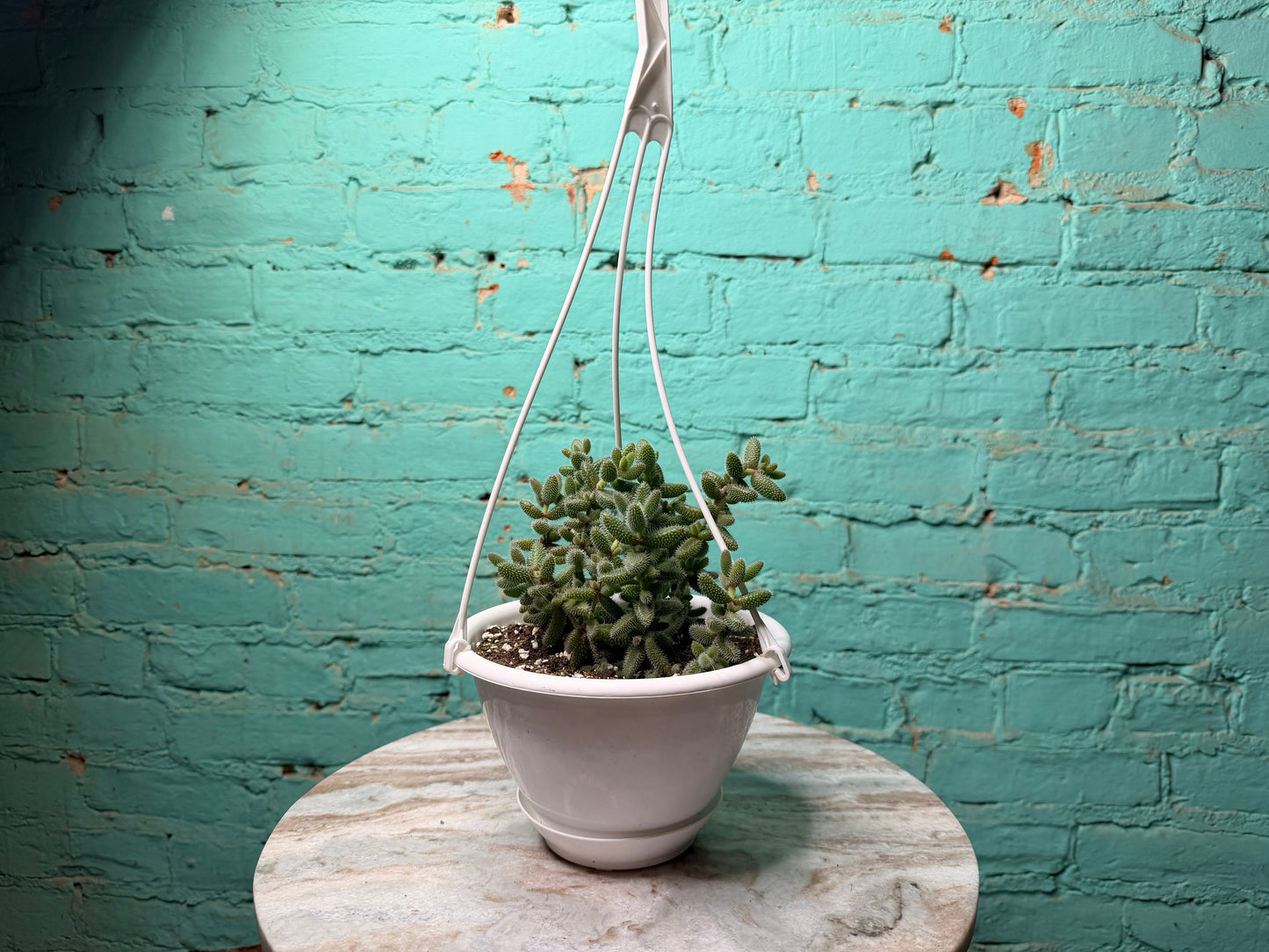 Pickle Plant 6” basket